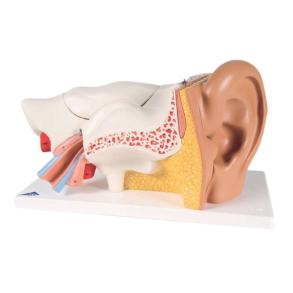 Human Ear 3x life Size 5 Parts